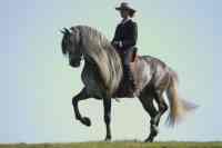 Jacques Toffi Bild 12